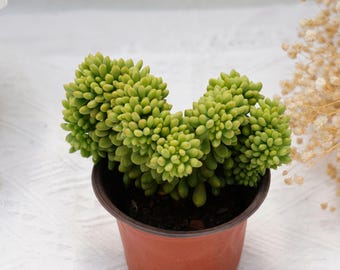 Sedum Alice Evans Crested, Rare Succulent and Best Gift