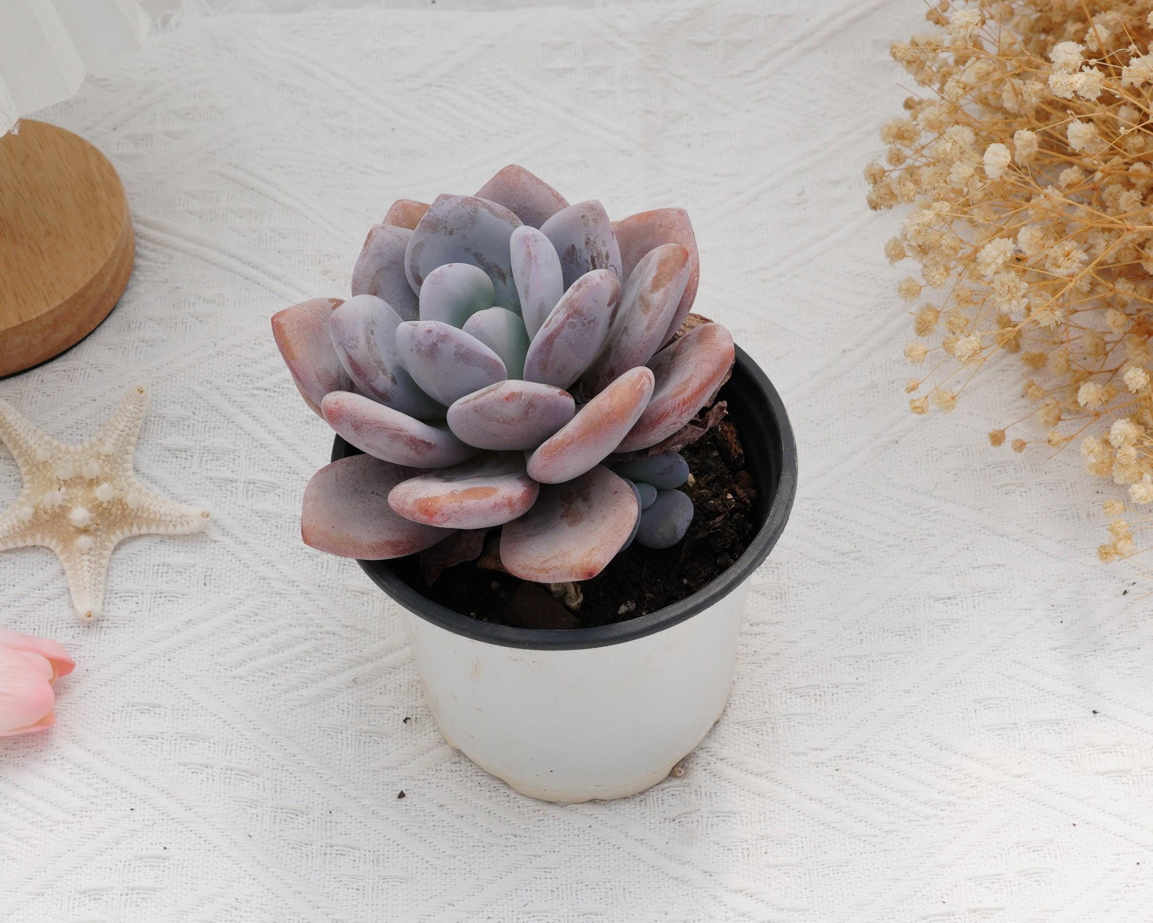 @Rabbit.Echeveria出品 Echeveria Pink Bunny, Rare Succulent and Best Gift - Etsy