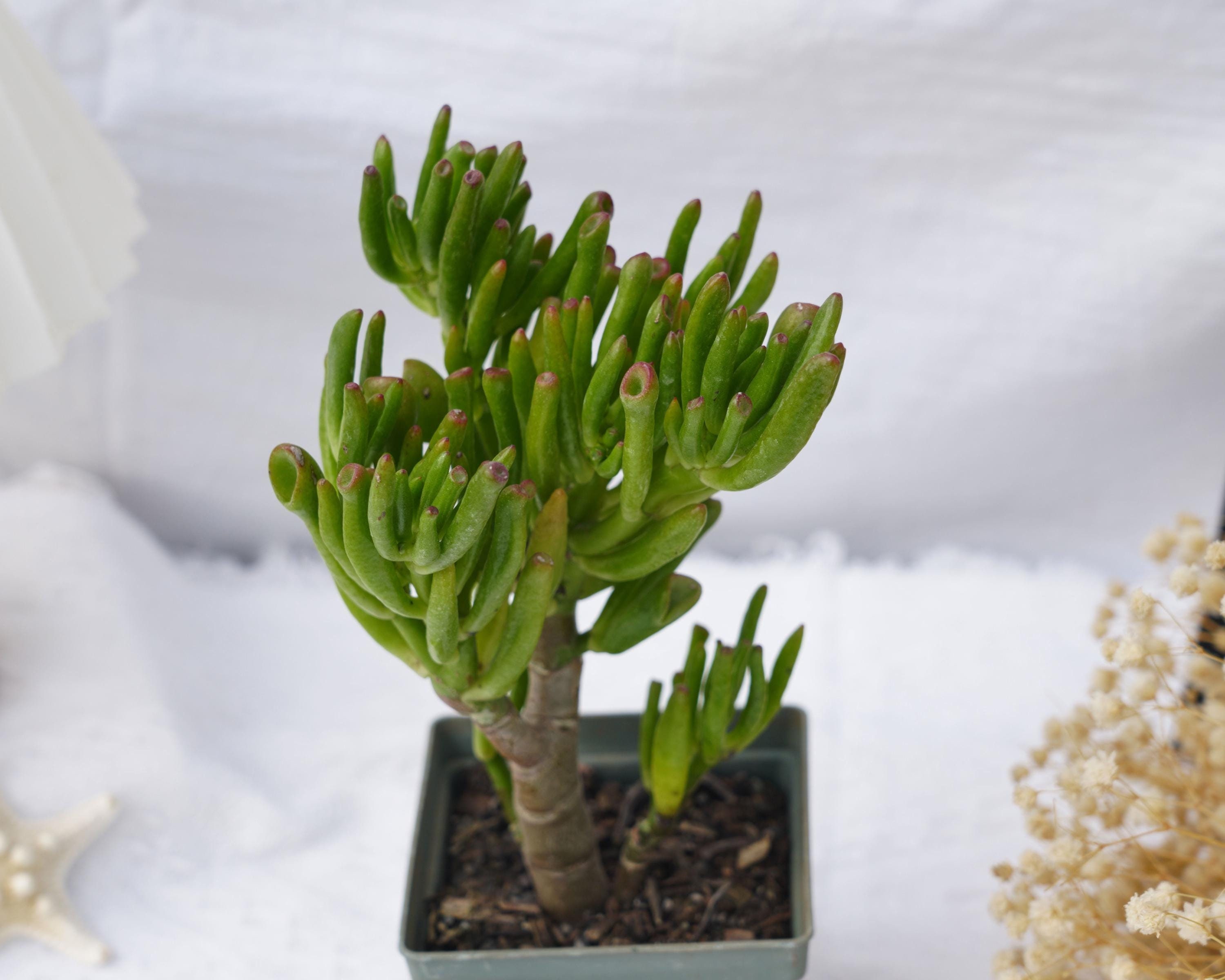 Crassula Ovata Gollum, Rare Succulent and Best Gift