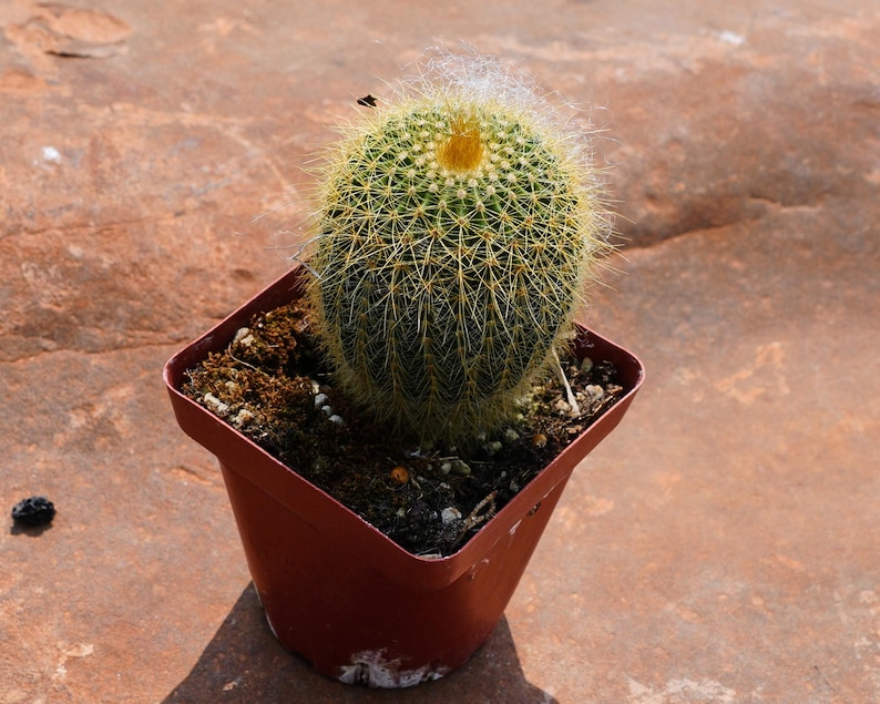 Echinocactus Grusonii