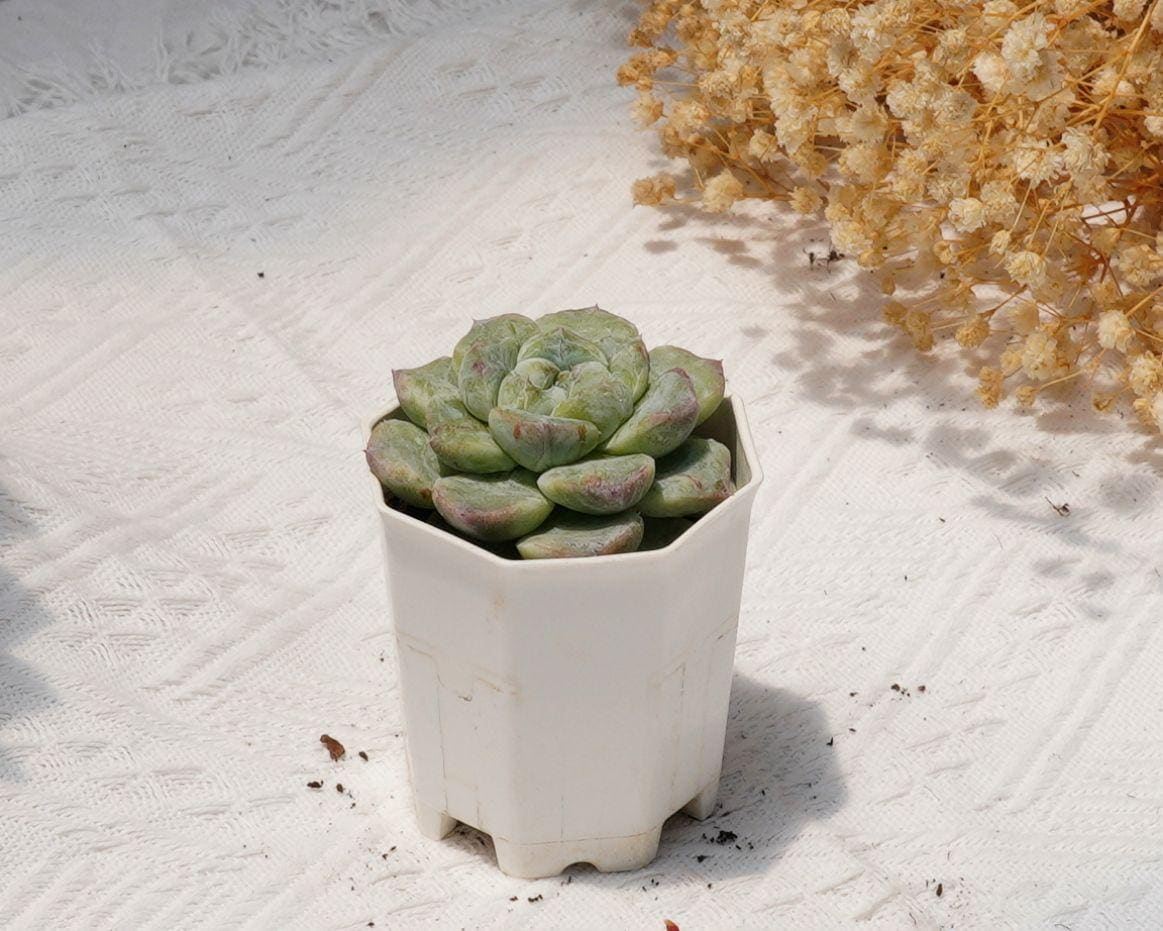 エケベリア ビングドゥンドゥン モンストロサス、珍しい多肉植物、最高