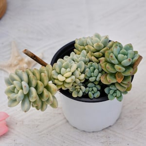 セダム(*´ω｀*)さん専用 やまなつ@ on X