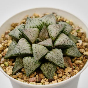 Haworthia Picta Moonlight Goddess Variegated, Rare Succulent and Best Gift