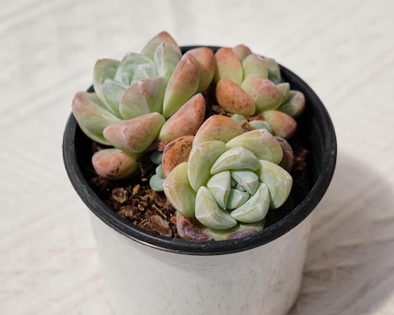 エケベリア アイスグリーン、珍しい多肉植物、最高の贈り物