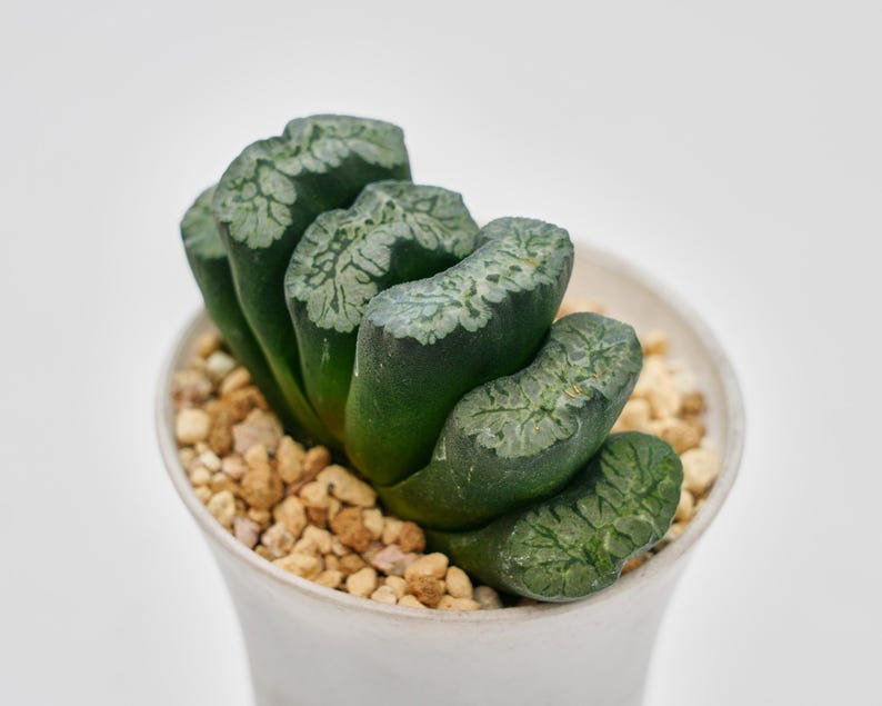 Haworthia Maughanii Green Mountain