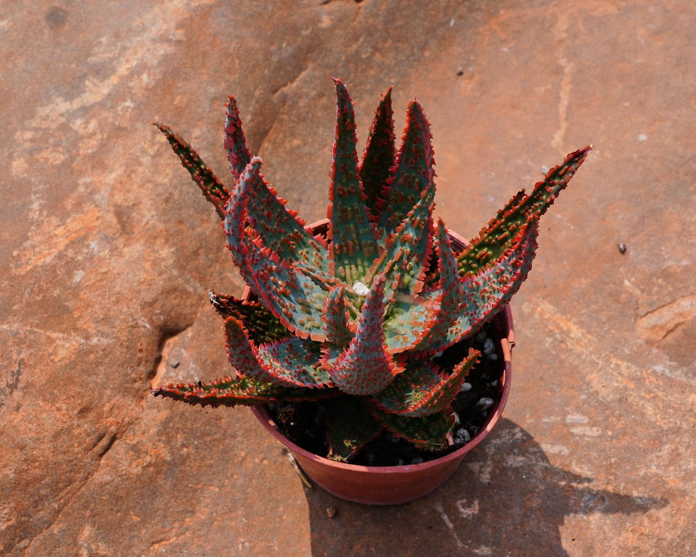 Aloe ferox plant - Etsy sterreich