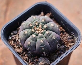 Cactus Gymnocalycium Spegazzinii Unguispina, Suculenta Rara y el Mejor Regalo