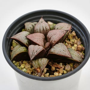 Haworthia Imperial Concubine, Rare Succulent and Best Gift