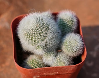 Rebutia Muscula, suculenta rara y el mejor regalo