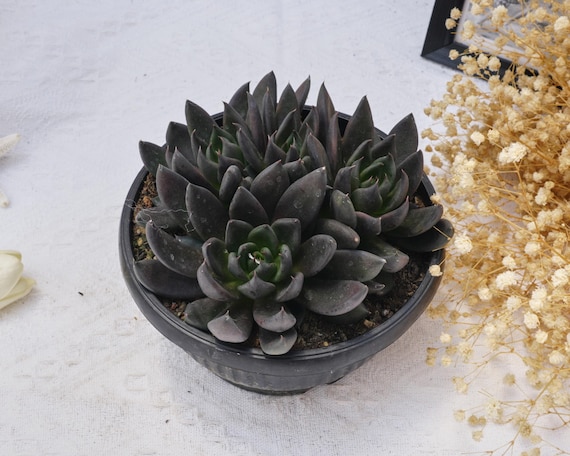Echeveria Black Knight, Rare Succulent and Best Gift - Etsy Israel