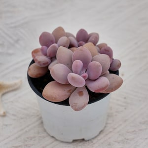 Graptopetalum Amethystinum, Rare Succulent and Best Gift