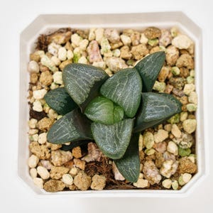 珍しい多肉植物、最高の贈り物、ハオルチア・コレクタ・シャノン