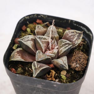 Haworthia Hybrid, Rare Succulent and Best Gift