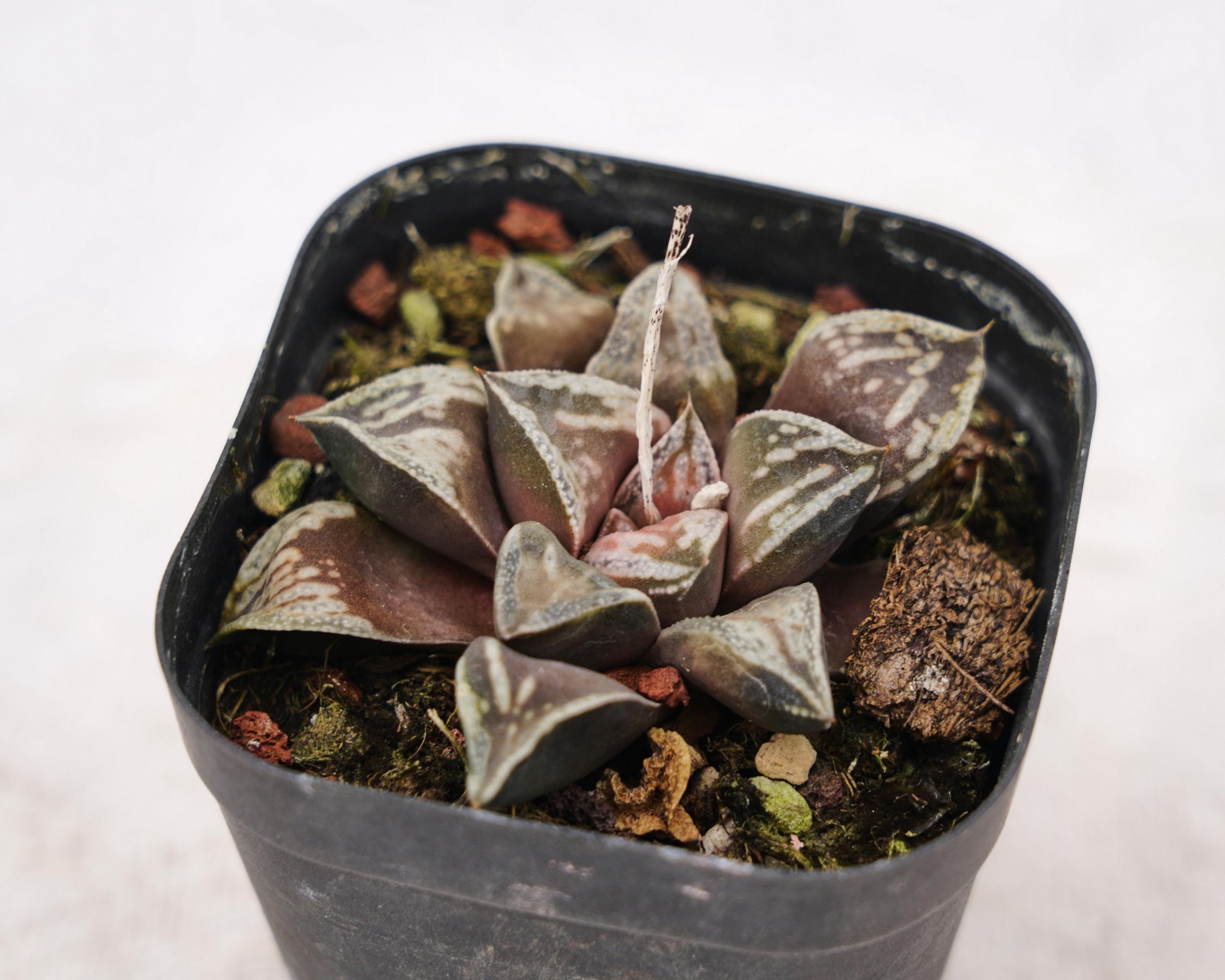 Renny's Etsy - ハオルチア 多肉植物 haworthia Haworthia 日本 0 抜き