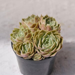 Echeveria Onslow, Rare Succulent and Best Gift