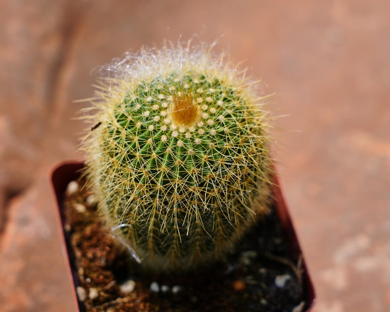 Echinocactus Grusonii - Thumbnail 2