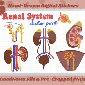 Kidney System | Digital Stickers | GoodNotes File and Pre-Cropped PNG files | Note-taking and Studying for Premeds, MCAT, biology, anatomy