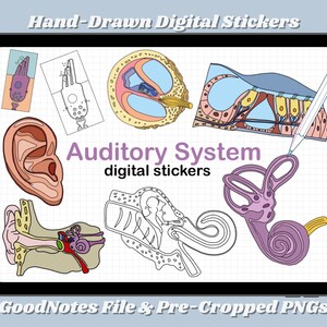 Hörselsystemet | Digitala klistermärken | GoodNotes-fil och förbeskurna PNG-filer | Anteckningar och studier inför premedicin, MCAT, biologi, anatomi
