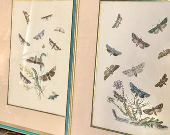 Par de cromolitografías antiguas de mariposas de 1883 con paspartú rosa y marco azul.