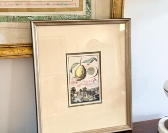 Botanical Lemon Print: Johann Christoph Volckamer Style, Framed Wall Art