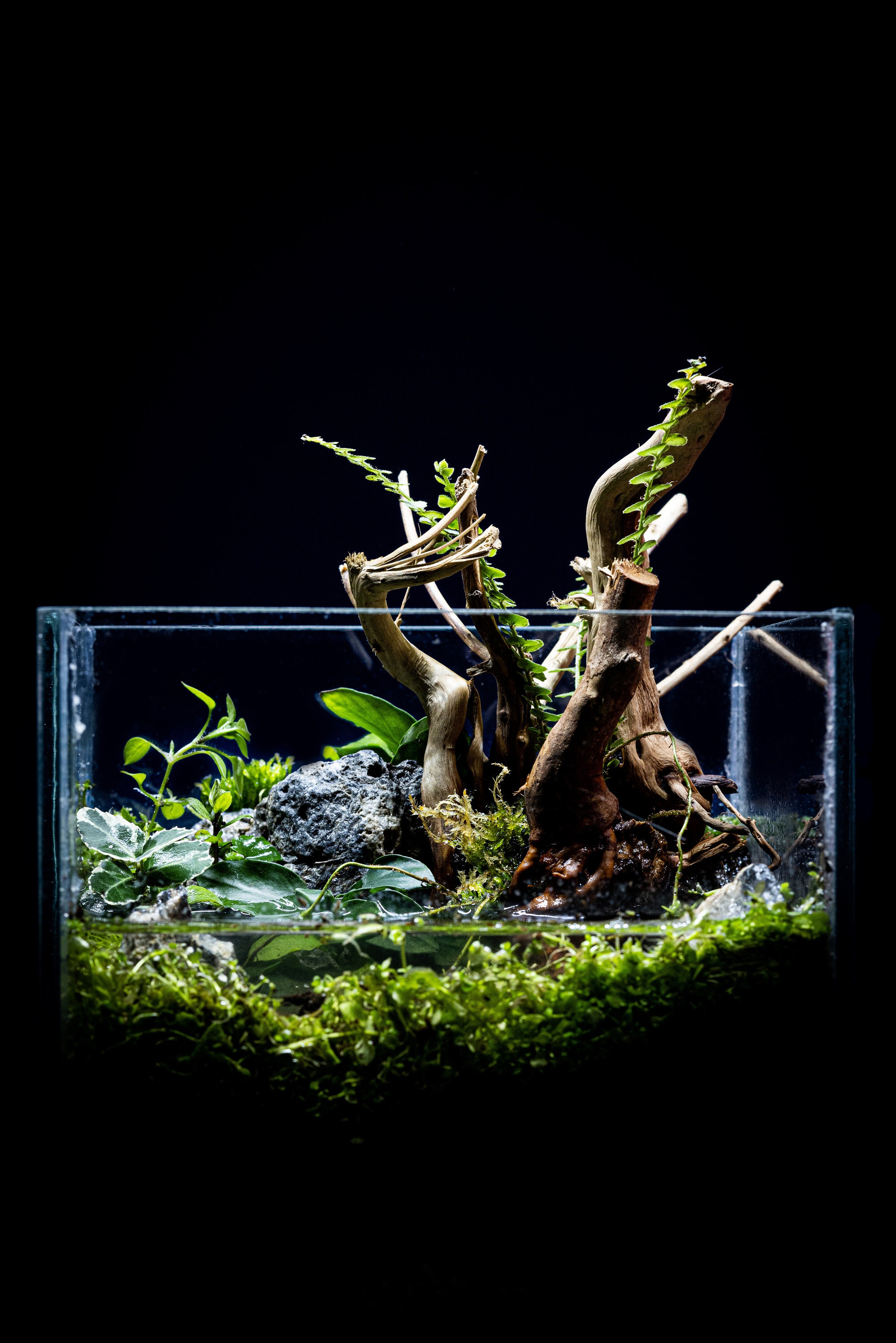 Nano Terrarium/Paludarium/Aquarium Wabi Kusa