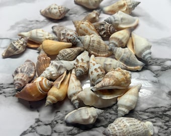 Fighting Small Conch Shells 1.5” L 30 pcs  In A Lot