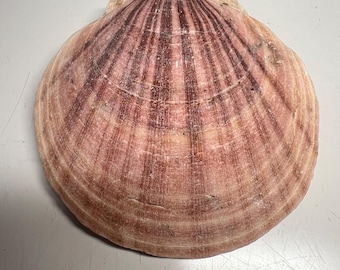 Scallop Shell 5 1/2” W 1 3/4” H Natural Top And Bottom Lot#3 Atlantic Ocean Deep Sea