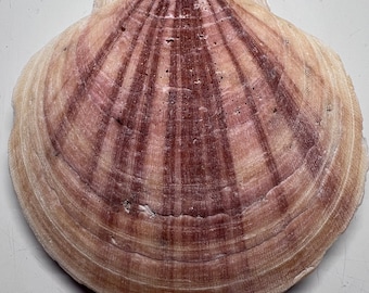 Atlantic Sea Scallop Shell Top and Bottom 5” W x  2” H