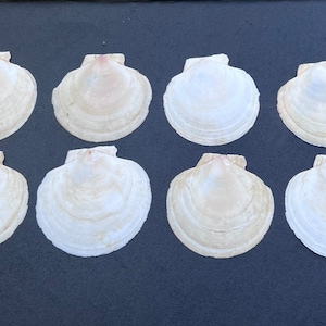 Scallop Shells Flat Bottom Shell  8 pieces in a lot  4.5”-5” wide Deep Sea Atlantic Ocean Decoupage Iridescent on the inside