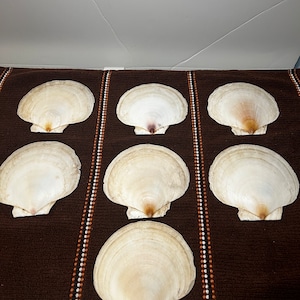 May include: Eight white scallop shells arranged in three rows on a brown fabric background with white and orange stripes.