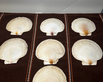 Scallops Shells Iridescent Inside Flat Bottom 7 Pieces 4”x4.5” Wide Craft Decoupage Deep Sea Atlantic Ocean