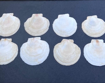 Scallop Shells Flat Bottom Iridescent inside 5”-5 1/2” W 5”-5 1/2” T  Craft Decoupage Decor And Painting  8 Shells in a  Lot .