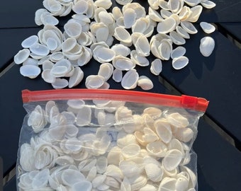 Cay Cay Shells Small White  1/2”-1” . 250 pieces