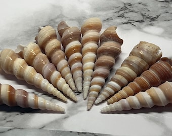 Screw Seashells Turritella Brown Auger Crafts Art Coastal Home Decor Beach Wedding Decor 10 pcs In A Lot 2” L