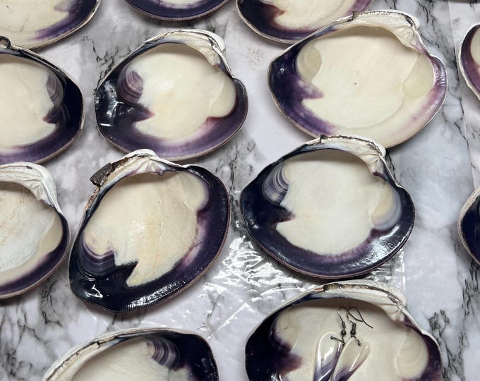 Quagog Shells Wampum Quahog Thick Hard Shell Clam Deep Purple 4”-4.5” W 1” H Price is ...