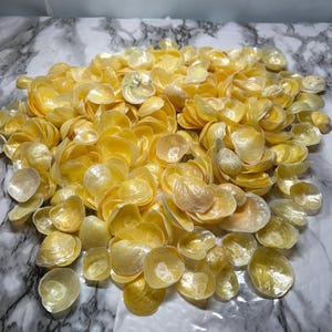 May include: A large collection of small, translucent, yellow-tinted seashell halves. Each shell has a smooth, iridescent, and pearlescent finish with a delicate, curved shape. The shells are scattered in a dense pile, showcasing their natural luster.
