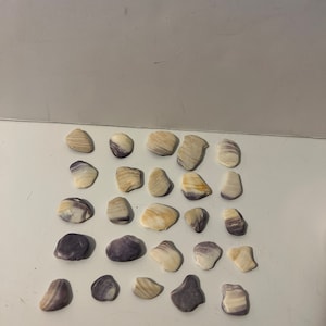 Quahog Clam Shell Wampum Small 25 pieces 1/2”-2” Naturally Ocean Tumbled