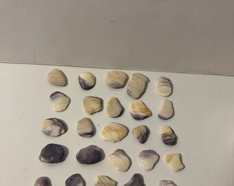 Quahog Clam Shell Wampum Small 25 pieces 1/2”-2” Naturally Ocean Tumbled