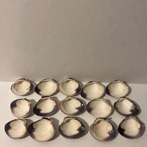 Quahog Hard Shell Clams 2-3” W 20 pieces in the lot . Great for cutting the purple part for Wampum Jewelry.Or your  Decor and crafts needs
