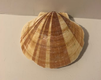 Scallop Deep Sea Shells  Top and Bottom Set 5”W 5”L Nautical Decorations or Crafts