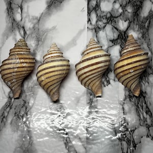 May include: Four spiral seashells arranged in a horizontal row. Each shell features a tan base color with distinct, dark brown horizontal stripes wrapping around the conical body. The shells have a pointed apex and a tapered base opening.