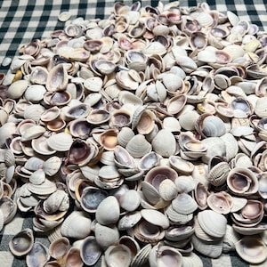 May include: A large pile of white, tan, and purple seashells. The shells are mostly closed, but some are open, revealing the inside of the shell. The shells are on a black and white checkered tablecloth.