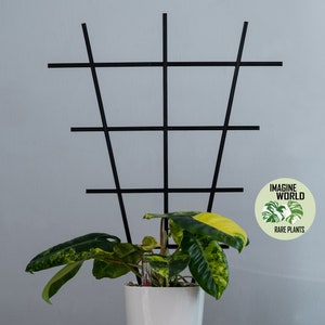 Plant Trellis | Plant Support | Plant Frame | Plant | Accessories | 3d Printed | Climber | For Monstera Philodendron Hoya Pothos Anthurium