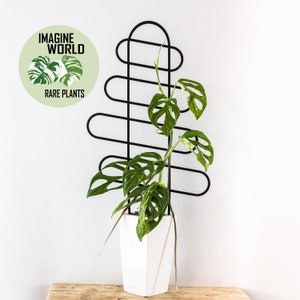 Plant Trellis | Plant Support | 3d Printed | 49.5cm Arch Ladder3 | Climbers | Plant Accessories For Monstera Philodendron Hoya Pothos Aroids