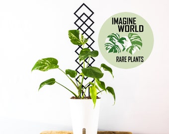 Plant Trellis | Plant Support | 3d Printed |  XXL Rhombuses | Climbers | Plant Accessories | For Monstera Philodendron Hoya Pothos Anthurium