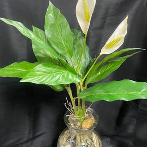 Peace Lily Hydroponic - Etsy
