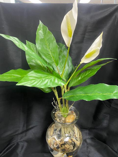 spathiphyllum peace lily Spathiphyllum 'Peace Lily'