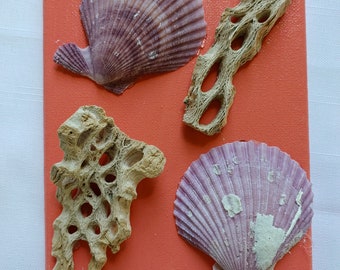 Scallop sea shells and cholla driftwood on coral acrylic painted canvas 5x7