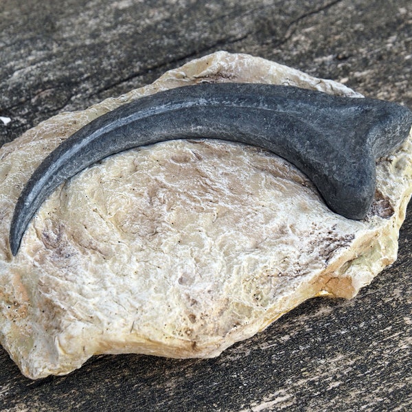 Raptor Velociraptor claw in stone | Alan Grant | Petrification | Fossil | magnetic | Jurassic Park inspired | Replica | Memorabilia