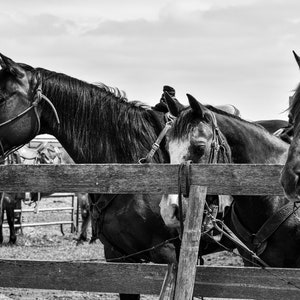 Black & White Western Horse Photograph - Digital Print